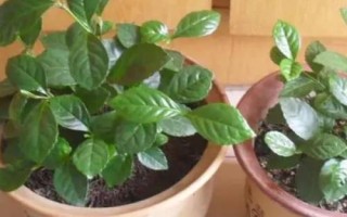 盆栽珠蘭的養(yǎng)護(hù)方法，常用壓條、扦插和分株繁殖