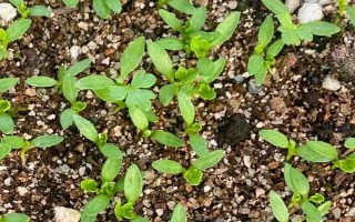 芹菜怎么育苗，將種子與細(xì)沙土混合后再撒播