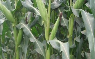 登峰101玉米種子特征特性，注意防治病蟲害