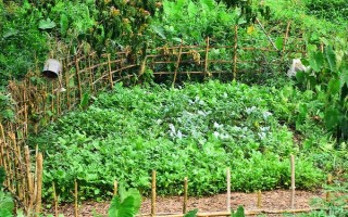 菜園瓜地怎么驅(qū)鳥，可以掛布條、扎稻草人等