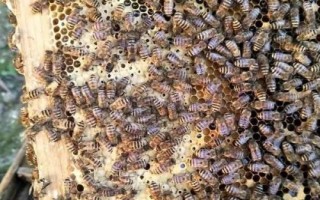 蜜蜂越冬的條件，一要溫度適宜二要飼料充足