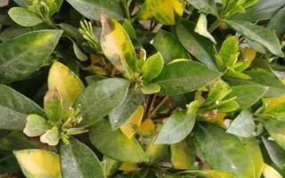 梔子花葉子發(fā)黃怎么處理，土壤的pH值調(diào)節(jié)在4-6.5之間