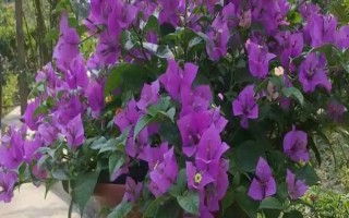 三角梅夏天怎么養(yǎng)開(kāi)花多，保證光照充足是關(guān)鍵