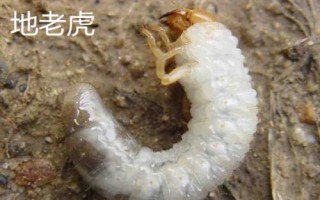 紅薯有哪些蟲害，要注意防治金龜子、金針蟲、螻蛄、地老虎