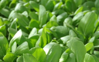 樹底下適合種什么菜，可以種生菜、菠菜、韭菜等