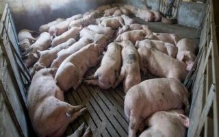豬中毒的原因，飼料、藥物和食鹽都會(huì)引起中毒