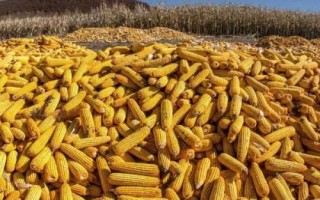 華西948玉米品種簡介，及時防治玉米螟