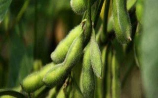 龍墾3319大豆種子簡介，北方春大豆早熟普通型品種