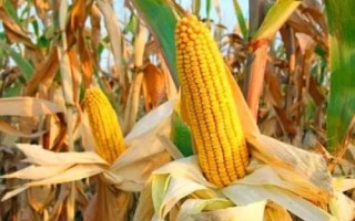 聯(lián)達(dá)218玉米種子特征特性，中抗莖腐病