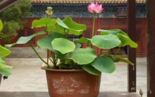 怎樣在家里養(yǎng)荷花，春夏期間每天澆水一次