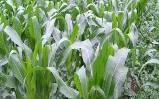 長(zhǎng)圣358玉米品種簡(jiǎn)介，中抗大斑病