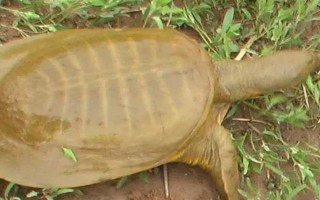 甲魚(yú)的宰殺方法，翻身后再砍斷脖子