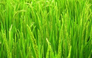 光明糯6號(hào)水稻種子簡介，常規(guī)粳型糯稻品種