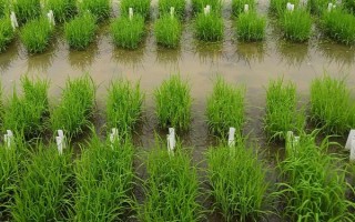 廣豐優(yōu)036水稻品種的特性，該組合屬大穗型品種