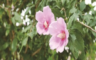 木槿花葉片掉完能不能活，根系保持健康便不會(huì)死亡