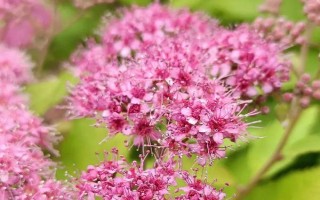 繡線菊的品種介紹，常見的有金山繡線菊、日本繡線菊等