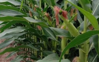 T86玉米品種的特性，遼寧省春播生育期126天