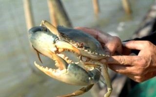 梭子蟹的養(yǎng)殖溫度，適宜溫度為15.5-26℃