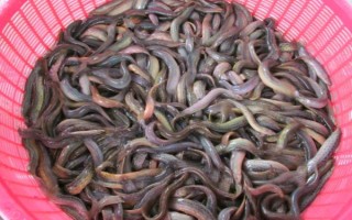 泥鰍的價(jià)格，一般在15-20元左右一斤