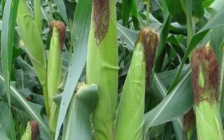品甜9號(hào)玉米品種的特性，自4月底-6月底均可播種