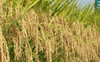 臻香優(yōu)野珍水稻種子特征特性，全生育期125.9天