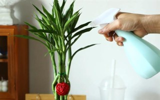 怎么養(yǎng)富貴竹，適宜生長(zhǎng)在陰涼的環(huán)境中