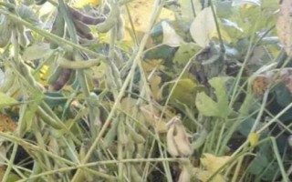 中龍豆1號大豆品種的特性，5月上旬播種
