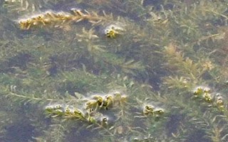 輪葉黑藻芽孢的種植方法，12月至次年的3月份種植