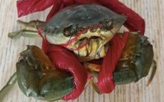 青蟹怎么挑選，可測反應(yīng)力、看顏色、看蟹腿等