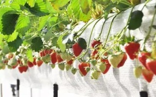 哪些因素會(huì)影響草莓膨大，主要有種子、溫度、光照等5個(gè)原因