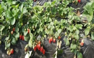 草莓屬于哪個(gè)季節(jié)的水果，常在春末夏初采摘上市