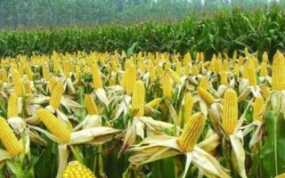 京科256玉米品種的特性，密度4500株/畝左右