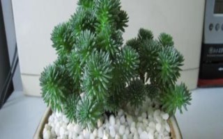 球松如何修剪，開花時(shí)及時(shí)剪掉花朵
