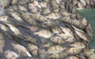 鱖魚(yú)苗的價(jià)格，地區(qū)會(huì)影響到實(shí)際售價(jià)