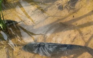 稻田養(yǎng)魚技術(shù)，水位控制在8厘米左右