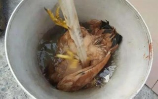 一斤活雞宰殺后能出多少肉，大概為7.5-8.5兩
