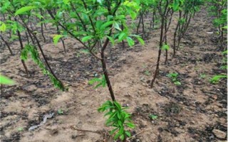 優(yōu)質(zhì)的李子品種，常見的有愛琴李、安哥諾、黑寶石李等