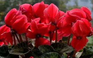 紅色仙客來的花語，寓意嫉妒的愛、歡迎貴客等