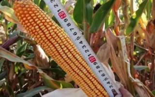 甘玉甜5號玉米種子特點，種植密度每畝4500株
