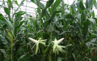 隆迪370玉米品種的特性，種植密度3500株/畝左右