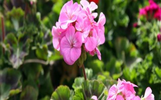 天竺葵和海棠花有什么區(qū)別，花期、葉片、株高等方面均不同