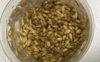 有機(jī)蔬菜種子怎么浸種催芽，用溫水浸泡后再放入容器中并覆蓋濕毛巾