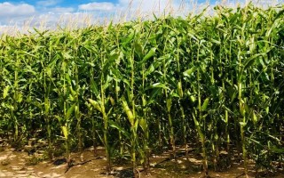 奧玉青貯5102玉米品種簡介，每畝追施尿素30公斤