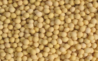 浙鮮9號大豆種子特點，該品種生育期85天