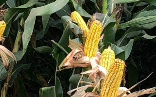 蘇科玉1409玉米品種的特性，防治地下害蟲