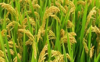 金優(yōu)498水稻種子特點(diǎn)，6月25日左右播種
