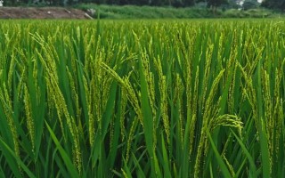 深兩優(yōu)0858水稻種子簡(jiǎn)介，該品種株型適中