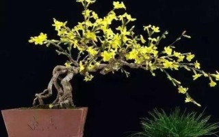 迎春花的養(yǎng)殖方法，適宜生長在10-25℃左右的環(huán)境