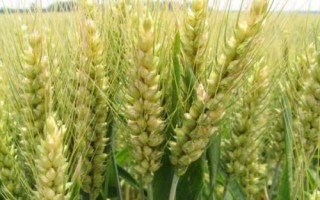 聯(lián)麥72小麥種簡介，適宜等行距15厘米全密播種