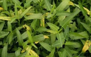 怎么防治空心菜腐敗病，播種前可用殺菌劑浸種